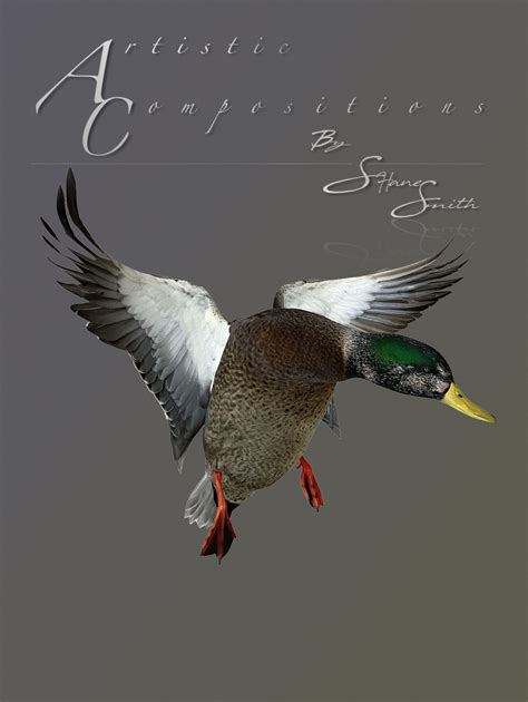 Mallard Mounts Waterfowl Taxidermy Upland Taxidermy Duck