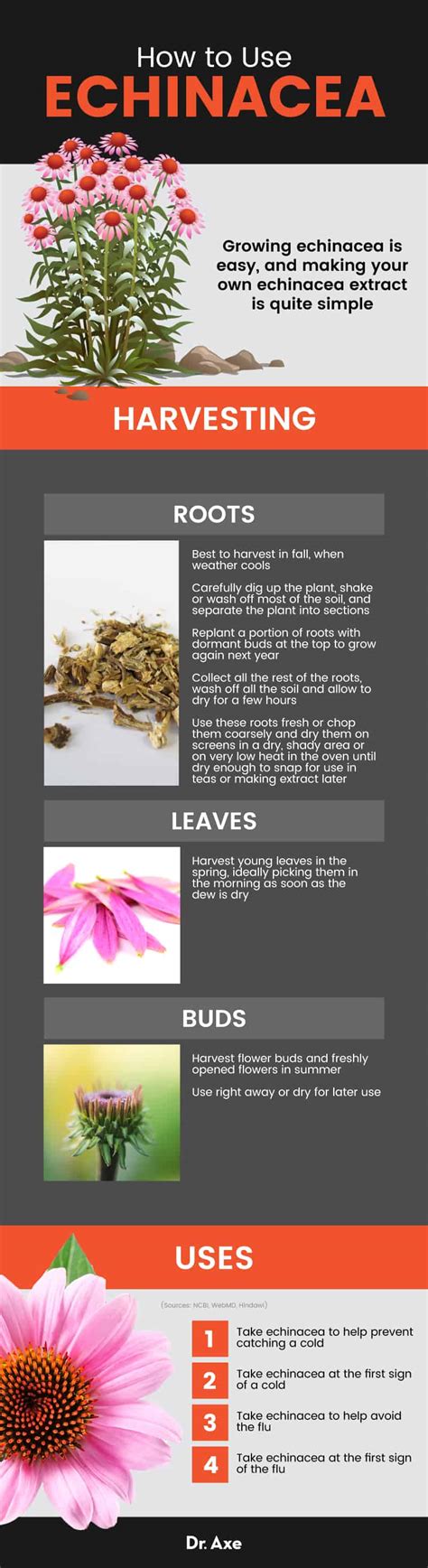 Echinacea Benefits Uses Dosage Side Effects And More Dr Axe