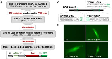 Construction Of Crisprcas9 Mediated Canine Tp53 Gene Knockout Ko