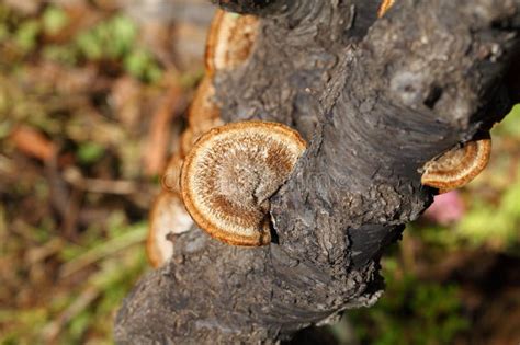 Champignon De L hexagonie Polyporacée Champignons Poroïdes Pousse Sur