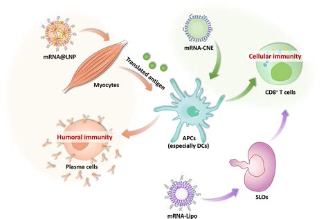 Structural And Biochemical Characteristics Of Mrna Nanoparticles