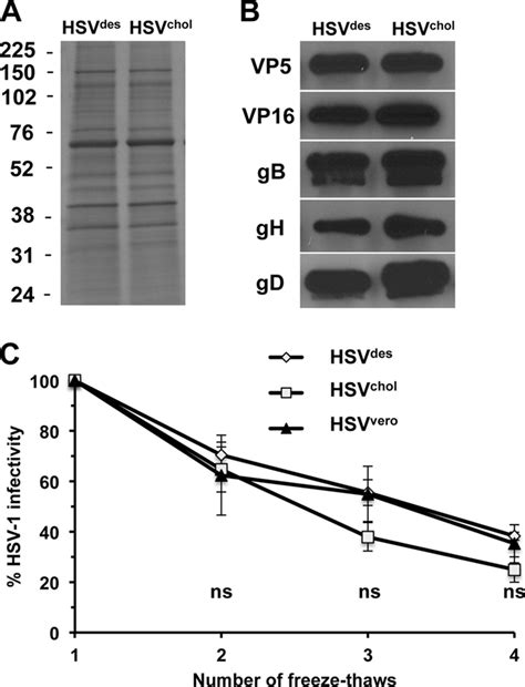 Effect Of Envelope Sterol On Incorporation Of Virion Proteins And On