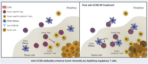 Fc Optimized Anti Ccr8 Antibody Depletes Regulatory T Cells In Human Tumor Models Cancer