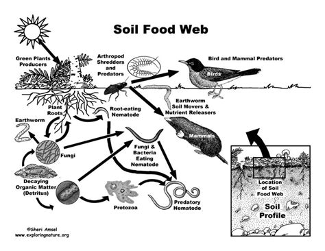 Soil Food Web