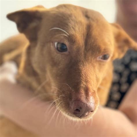 Podenco Maneto Pili Hat Endlich Ein Zuhause Salva Hundehilfe E V