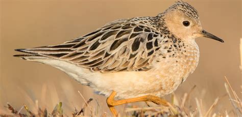 Bird Of The Week Buff Breasted Sandpiper Kern Audubon Society