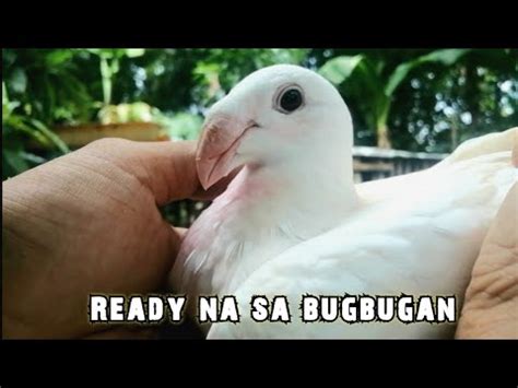 Papalag Na To Sa Matatanda Lipat Na Natin Jun Fancy Pigeon