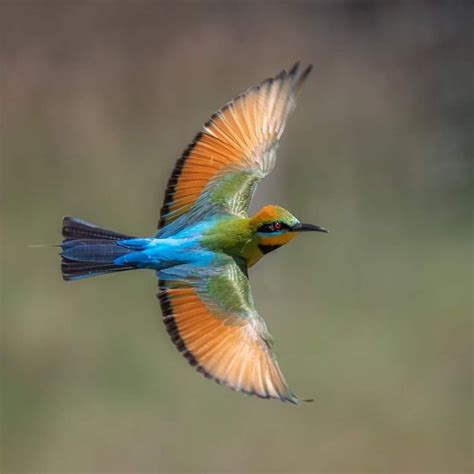 Colorful Rainbow Bee Eater Bird in Flight