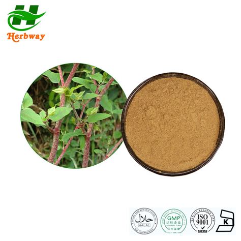 Herbway Kosher Halal Fssc Haccp Certified Polygonum Cuspidatum