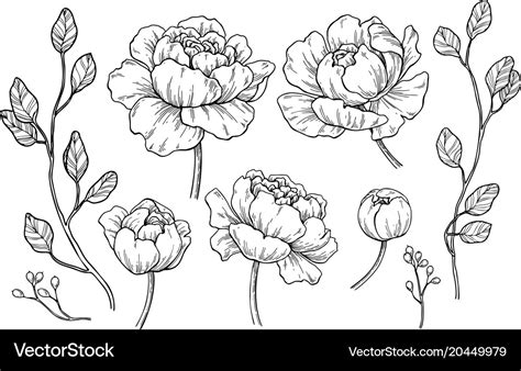 Peony Flower And Leaves Drawing Hand Drawn Vector Image