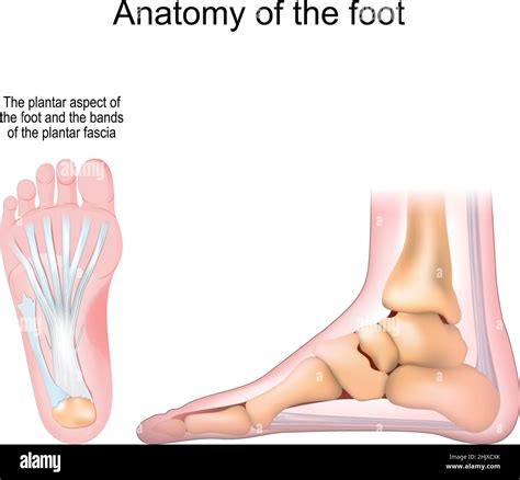 Bottom of foot anatomy Cut Out Stock Images & Pictures - Alamy