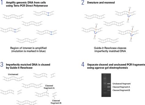 Comparison of the Guide-it Mutation Detection Kit with a CEL nuclease-based assay