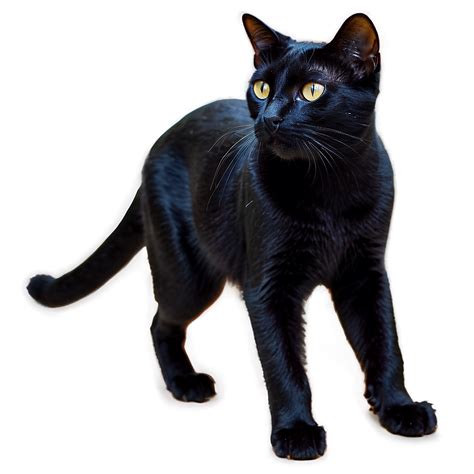 Download Black Cat Walking Png 05232024