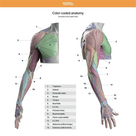 Upper-limb color-coded anatomy, Anatomy For Sculptors | Anatomi