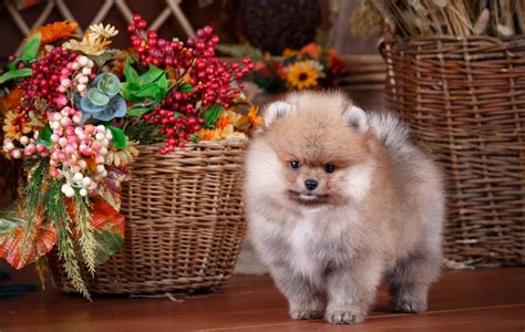4K, Dogs, Spitz, Puppy, HD Wallpaper | Rare Gallery
