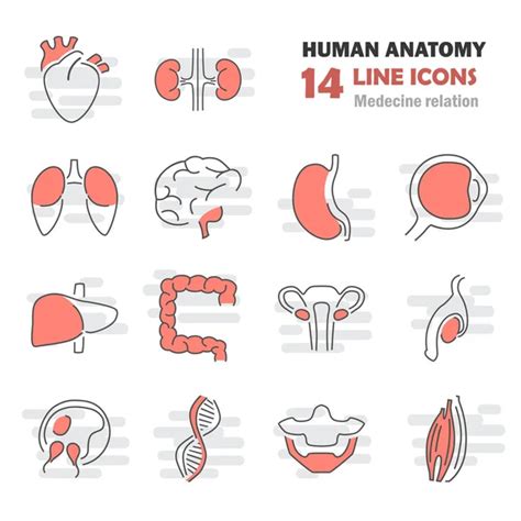 Iconos De Línea Anatomía — Vector De Stock © Vectortatu 106039702