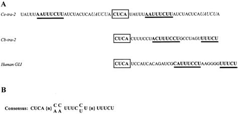 Caenorhabditis Briggsae Tra And Gli Utrs Contain Sequences With