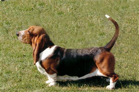 Allevamento Basset Hound Accademia Cinofila Fiorentina