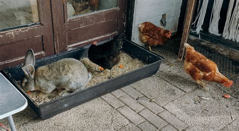 Kippen En Konijnen Samenhouden Doepserleven Nl