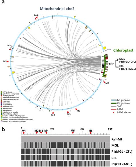 Schematic Representation Of Mitochondrial And Chloroplast Genome Of