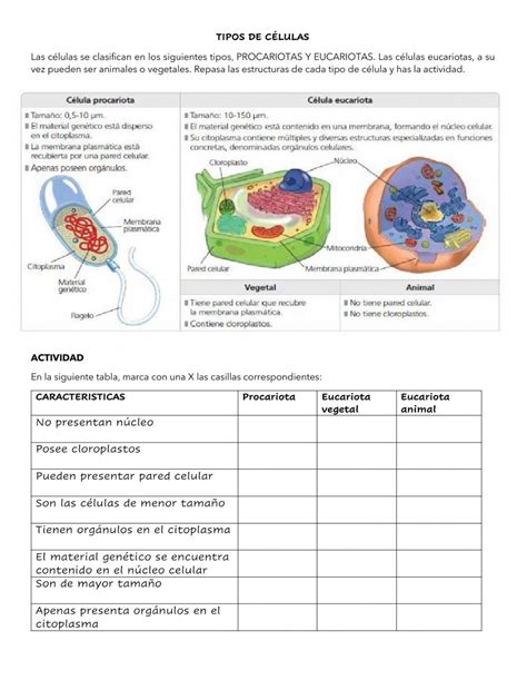 Actividad Interactiva De Tipos De Celulas Para Secundaria Puedes Hacer