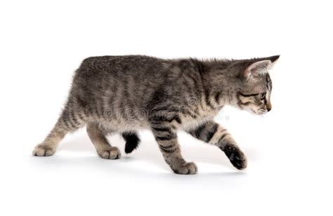 Tabby Cat Playing On White Background Stock Image Image Of Cute