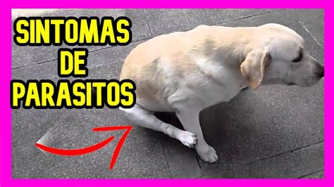 10 Sintomas De PARASITOS EN PERROS YouTube