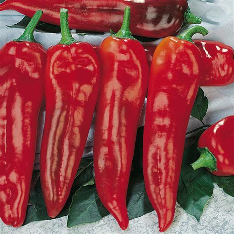 Buy Sweet Pepper Thor F1 Hybrid Grafted Organic Gardening Catalogue