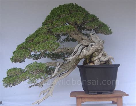 Explore The Beauty Of Bonsai Trees At Amazing Bonsai Trees Blog Bonsai Tree In The Wild