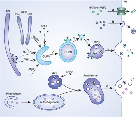 Overview Of The Major Modes Of Unconventional Protein Secretion Ups