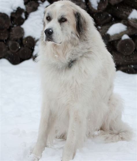 Great Pyrenees Height 25 32 Inches Weight 80 120 Pounds Big Dogs