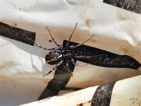 Orange Legged Swift Spider Nyssus Coloripes Ausemade