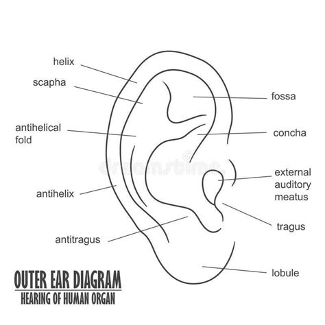 External Ear Diagram Labeled