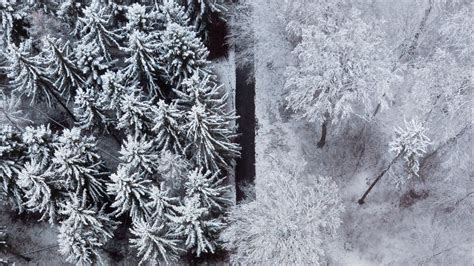 Wallpaper Forest Trees Road Snow Winter Aerial View Hd Picture Image