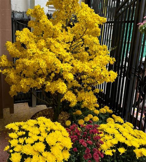 Flowers For Tet Festival Viet Nam Vietnamese Flowers
