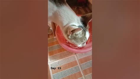 Day 23 Of Feeding Cat 🐈🤗🐱😍 Feedingcats 30dayschallenge Cutecat Catlovers Youtube