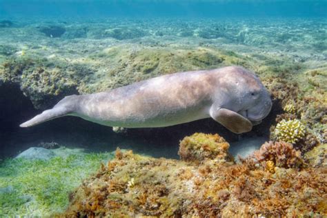 Royalty Free Dugong Pictures, Images and Stock Photos - iStock