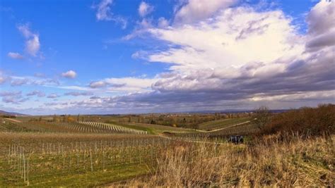 Weingüter Winzer und Weinbau in Ilbesheim pfalz info