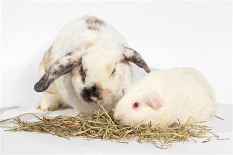 Guinea Pig Vs Rabbit Which Is Better The Rabbit Hop