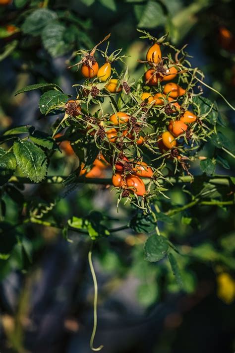 Rosa Canina Frutta Impianto Frutti - Foto gratis su Pixabay
