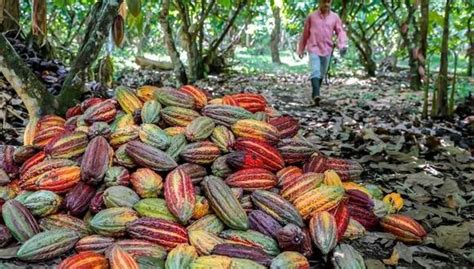 Precio internacional del cacao rompió récord histórico Midagri