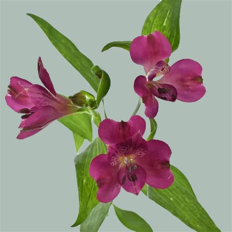 Alstroemeria Casanova 10 Stems All Occasions Wholesale