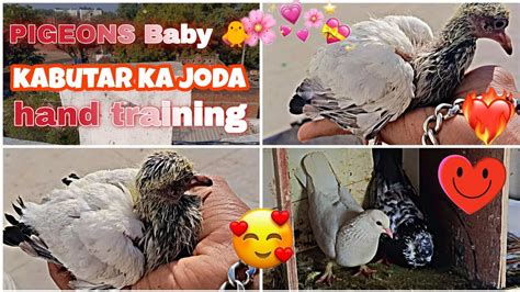 Pigeon Baby Kabutar Ka Joda Kabutar Ko Hand Training Viral