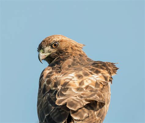 Hawk Eye Photograph By Loree Johnson Pixels