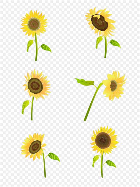 Hand Drawn Sunflower Png Image Hand Drawn Sunflower Element Of Yellow