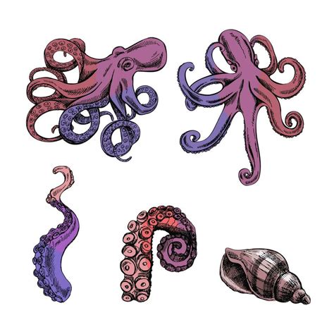 Octopuses Octopus Tentacles Seashell Color Vector Set Hand Drawn