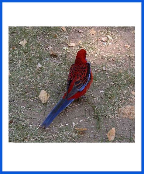 Rosella Birds For Sale - Poddarkennel | Call@9810871734