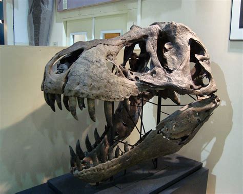 Black Hills Museum Stan T Rex Skull Hill City South Dakot Flickr