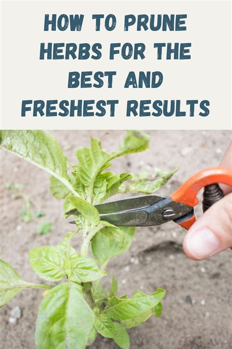 How To Prune Herbs For The Best And Freshest Results Gardening Sun In