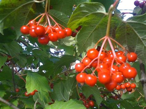 Смотреть, скачать бесплатно самые красивые фото ягод - калины